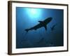 Grey Reef Sharks Swim Through the Divers Bubbles-null-Framed Photographic Print