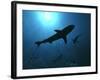 Grey Reef Sharks Swim Through the Divers Bubbles-null-Framed Photographic Print