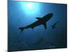 Grey Reef Sharks Swim Through the Divers Bubbles-null-Mounted Photographic Print