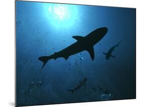 Grey Reef Sharks Swim Through the Divers Bubbles-null-Mounted Photographic Print