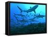 Grey Reef Sharks Swimming into the Fakarava Lagoon-null-Framed Stretched Canvas