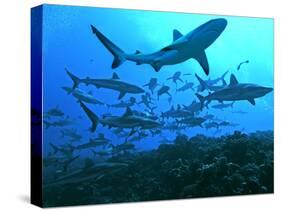 Grey Reef Sharks Swimming into the Fakarava Lagoon-null-Stretched Canvas