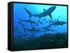 Grey Reef Sharks Swimming into the Fakarava Lagoon-null-Framed Stretched Canvas