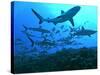 Grey Reef Sharks Swimming into the Fakarava Lagoon-null-Stretched Canvas