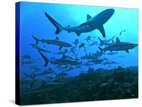 Grey Reef Sharks Swimming into the Fakarava Lagoon-null-Stretched Canvas