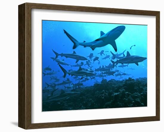 Grey Reef Sharks Swimming into the Fakarava Lagoon-null-Framed Photographic Print