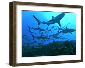 Grey Reef Sharks Swimming into the Fakarava Lagoon-null-Framed Photographic Print