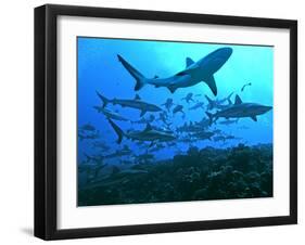 Grey Reef Sharks Swimming into the Fakarava Lagoon-null-Framed Photographic Print