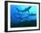 Grey Reef Sharks Swimming into the Fakarava Lagoon-null-Framed Photographic Print