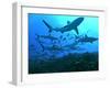 Grey Reef Sharks Swimming into the Fakarava Lagoon-null-Framed Photographic Print