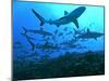 Grey Reef Sharks Swimming into the Fakarava Lagoon-null-Mounted Photographic Print