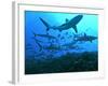 Grey Reef Sharks Swimming into the Fakarava Lagoon-null-Framed Photographic Print