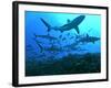 Grey Reef Sharks Swimming into the Fakarava Lagoon-null-Framed Photographic Print