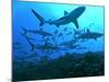 Grey Reef Sharks Swimming into the Fakarava Lagoon-null-Mounted Photographic Print