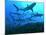 Grey Reef Sharks Swimming into the Fakarava Lagoon-null-Mounted Photographic Print