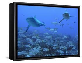 Grey Reef Sharks Swimming over School of Black-Spot-null-Framed Stretched Canvas