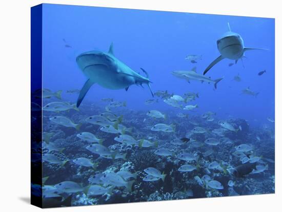 Grey Reef Sharks Swimming over School of Black-Spot-null-Stretched Canvas