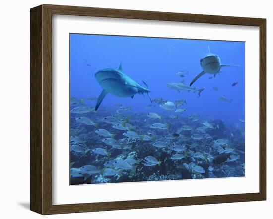 Grey Reef Sharks Swimming over School of Black-Spot-null-Framed Photographic Print