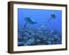 Grey Reef Sharks Swimming over School of Black-Spot-null-Framed Photographic Print