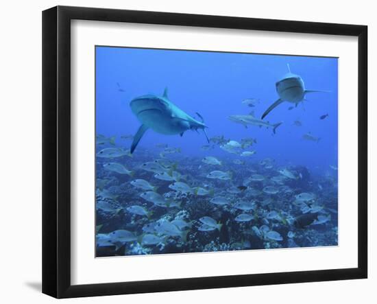 Grey Reef Sharks Swimming over School of Black-Spot-null-Framed Photographic Print