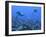 Grey Reef Sharks Swimming over School of Black-Spot-null-Framed Photographic Print