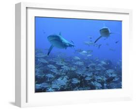 Grey Reef Sharks Swimming over School of Black-Spot-null-Framed Photographic Print