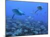 Grey Reef Sharks Swimming over School of Black-Spot-null-Mounted Photographic Print