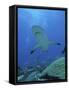 Grey Reef Sharks-null-Framed Stretched Canvas