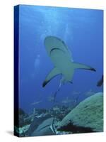 Grey Reef Sharks-null-Stretched Canvas