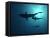 Grey Reef Sharks-null-Framed Stretched Canvas