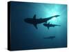 Grey Reef Sharks-null-Stretched Canvas