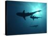 Grey Reef Sharks-null-Stretched Canvas