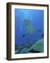 Grey Reef Sharks-null-Framed Photographic Print