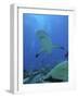 Grey Reef Sharks-null-Framed Photographic Print