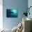 Grey Reef Sharks-null-Photographic Print displayed on a wall