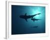 Grey Reef Sharks-null-Framed Photographic Print