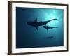 Grey Reef Sharks-null-Framed Photographic Print