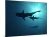 Grey Reef Sharks-null-Mounted Photographic Print