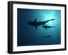 Grey Reef Sharks-null-Framed Photographic Print