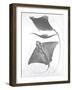 Grey-Scale Stingrays III-Studio W-Framed Art Print