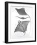 Grey-Scale Stingrays III-Studio W-Framed Art Print