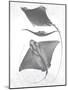 Grey-Scale Stingrays III-Studio W-Mounted Art Print