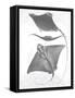 Grey-Scale Stingrays III-Studio W-Framed Stretched Canvas