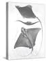 Grey-Scale Stingrays III-Studio W-Stretched Canvas