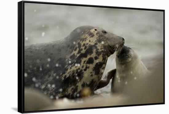 Grey Seal female with pup, female is nosing pup to reaffirm parent pup bond, Mull of Kintyre-Philip Price-Framed Stretched Canvas