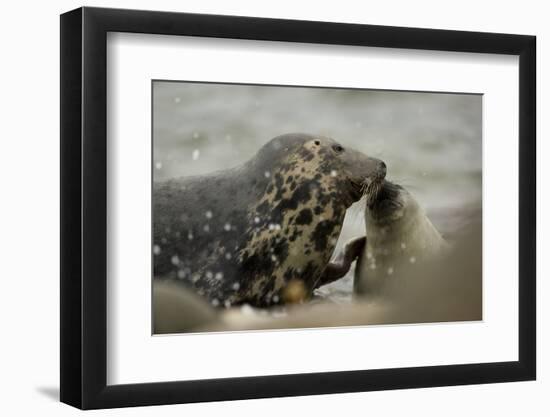 Grey Seal female with pup, female is nosing pup to reaffirm parent pup bond, Mull of Kintyre-Philip Price-Framed Photographic Print