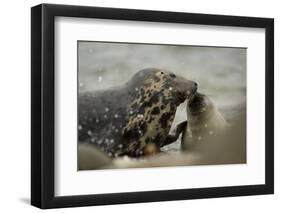 Grey Seal female with pup, female is nosing pup to reaffirm parent pup bond, Mull of Kintyre-Philip Price-Framed Photographic Print