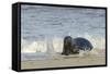 Grey Seal (Halichoerus Grypus) Adult Hauling Ashore Among Breaking Waves-Nick Upton-Framed Stretched Canvas