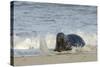 Grey Seal (Halichoerus Grypus) Adult Hauling Ashore Among Breaking Waves-Nick Upton-Stretched Canvas