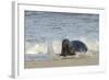 Grey Seal (Halichoerus Grypus) Adult Hauling Ashore Among Breaking Waves-Nick Upton-Framed Photographic Print